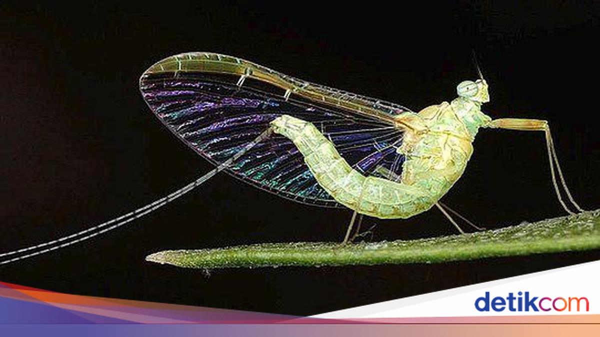 10 Hewan Paling Panjang dan Pendek Usianya, Ada yang Hidupnya Cuma Sehari