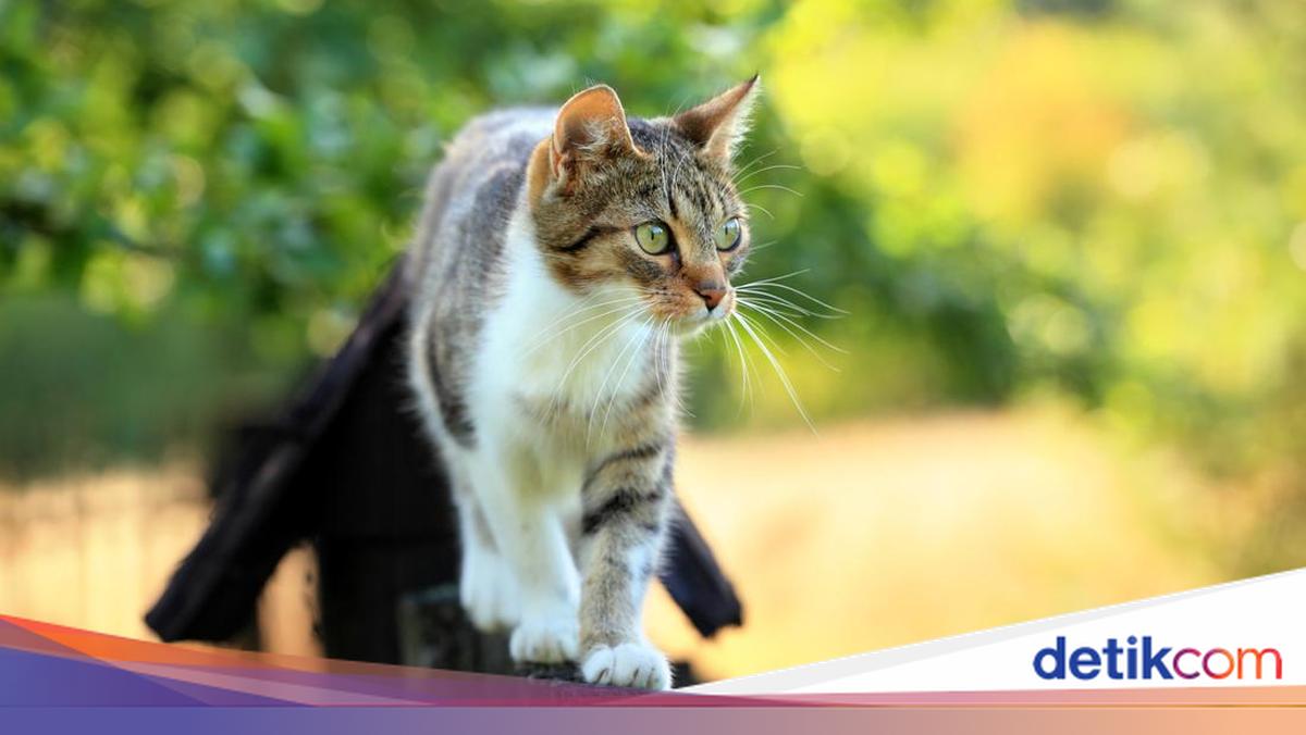 3 Cara Mudah Bersihkan Kotoran dan Pipis Kucing yang Bikin Rumah Bau
