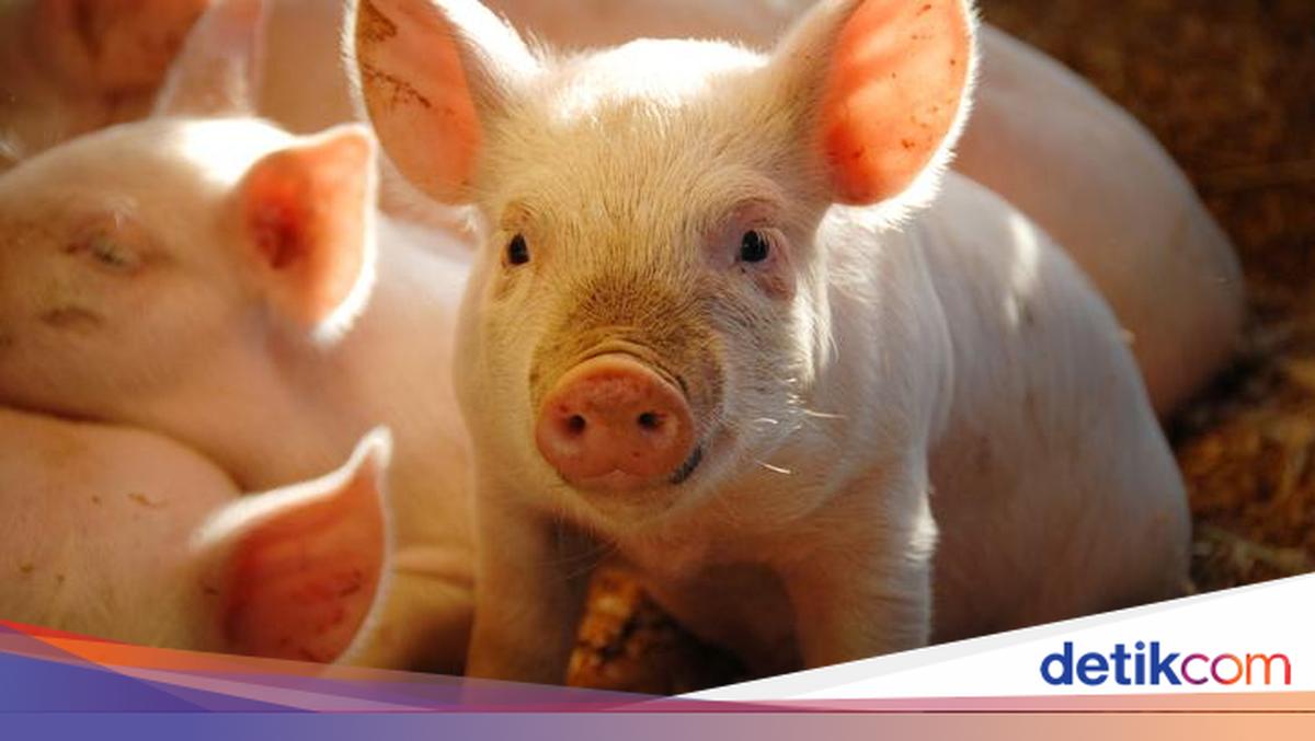 5 Hal yang Terjadi pada Tubuh Jika Makan Daging Babi Setiap Hari