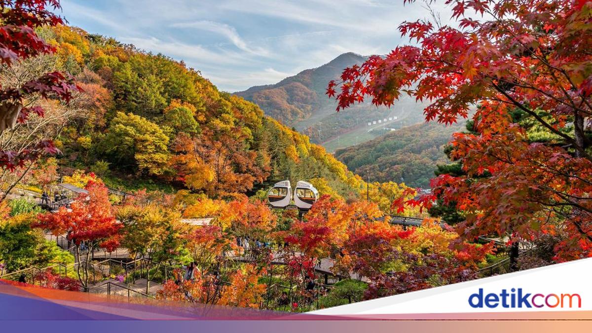 5 Hutan Ngetop di Korea yang Wajib Dikunjungi saat Musim Gugur