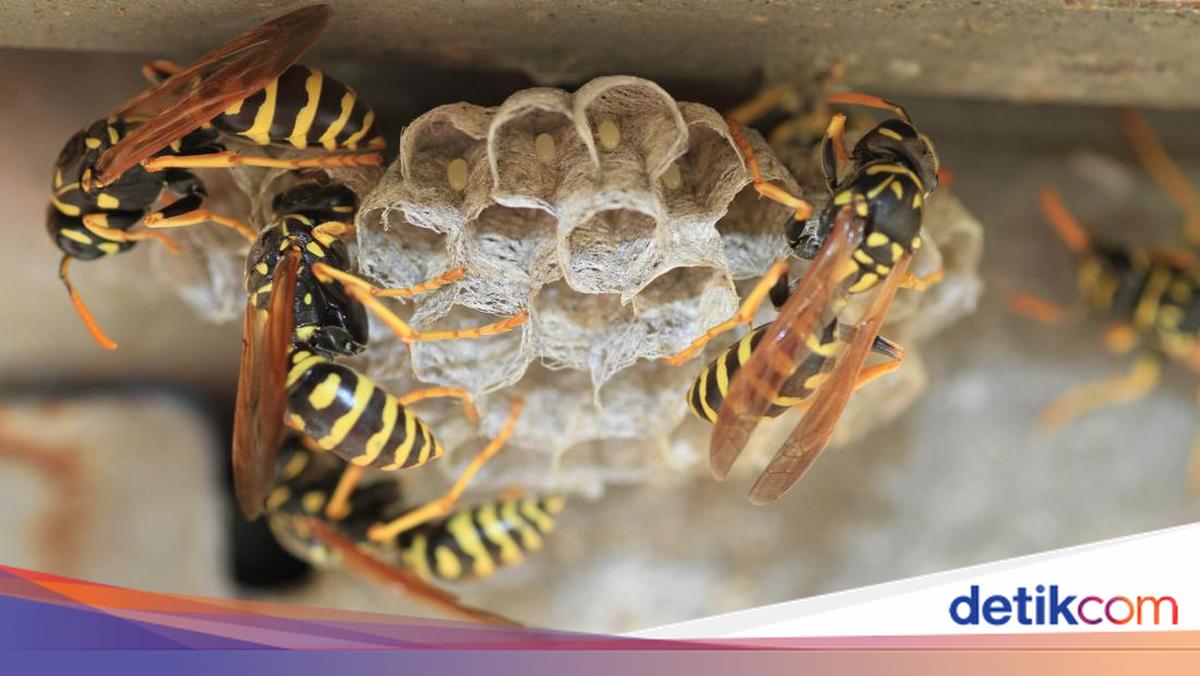 5 Perbedaan Tawon dan Lebah yang Jarang Diketahui, Lebih Sakit Mana Sengatannya?
