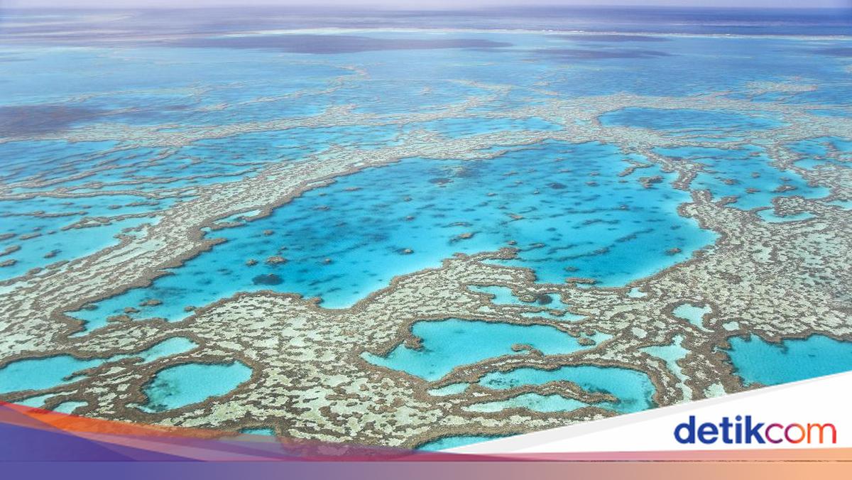 5 Terumbu Karang Terbesar di Dunia, Salah Satunya di Indonesia