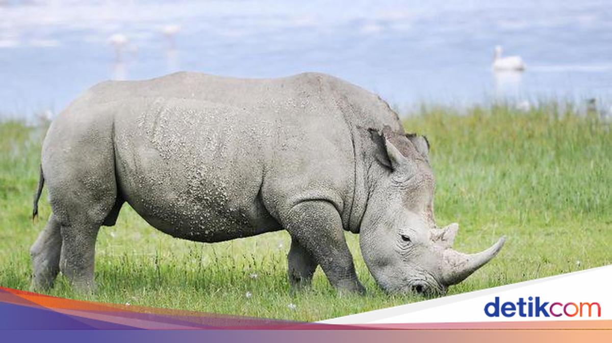 6 Spesies Hewan Terlangka di Dunia, Ada yang Tersisa Dua Ekor