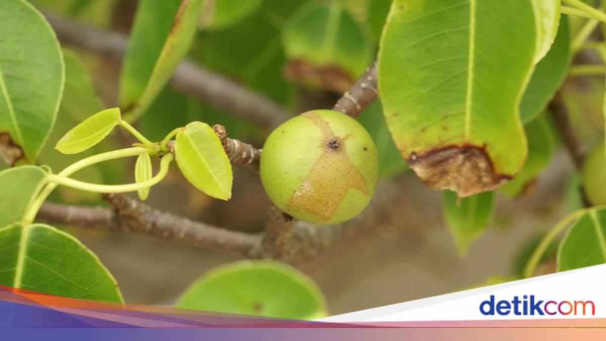 6 Tanaman Beracun di Dunia dan Ciri-cirinya, Jangan Asal Sentuh!