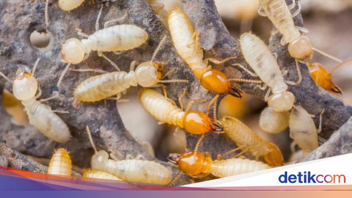7 Cara Efektif Basmi Rayap yang Suka Gerogoti Lemari Kayu