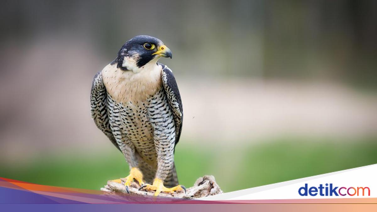 Alap-alap Kawah Vs Mobil Formula, Mana yang Lebih Cepat?