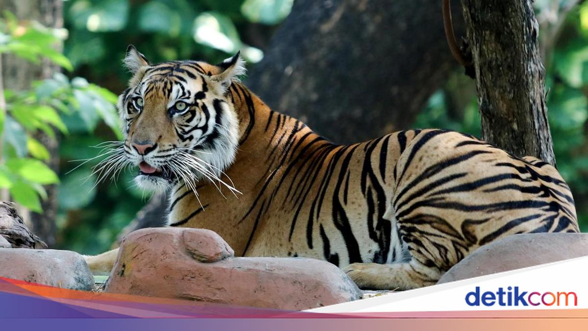 Apakah Harimau Sumatera Sudah Punah? Penjual Kulitnya Ditangkap