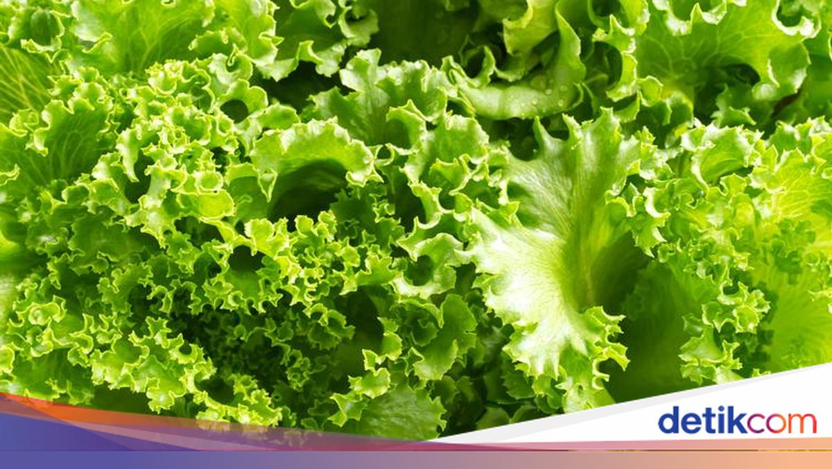 Asam Lambung Naik? Konsumsi 6 Jenis Daun Ini untuk Meredakannya