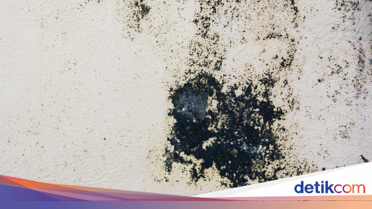 Atasi Black Mold di Dinding Hanya dengan Dilapisi Cat, Apakah Ampuh?