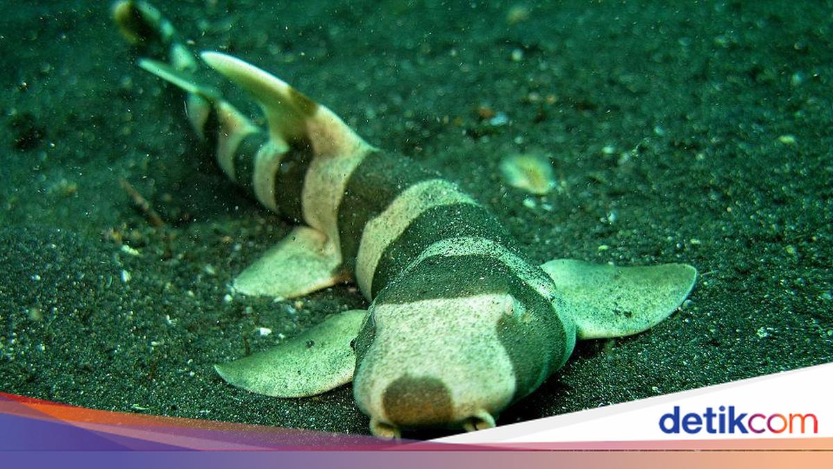Bali Tak Hanya Pantai, tapi Juga Tempat Lahirnya Hiu Bambu Langka!