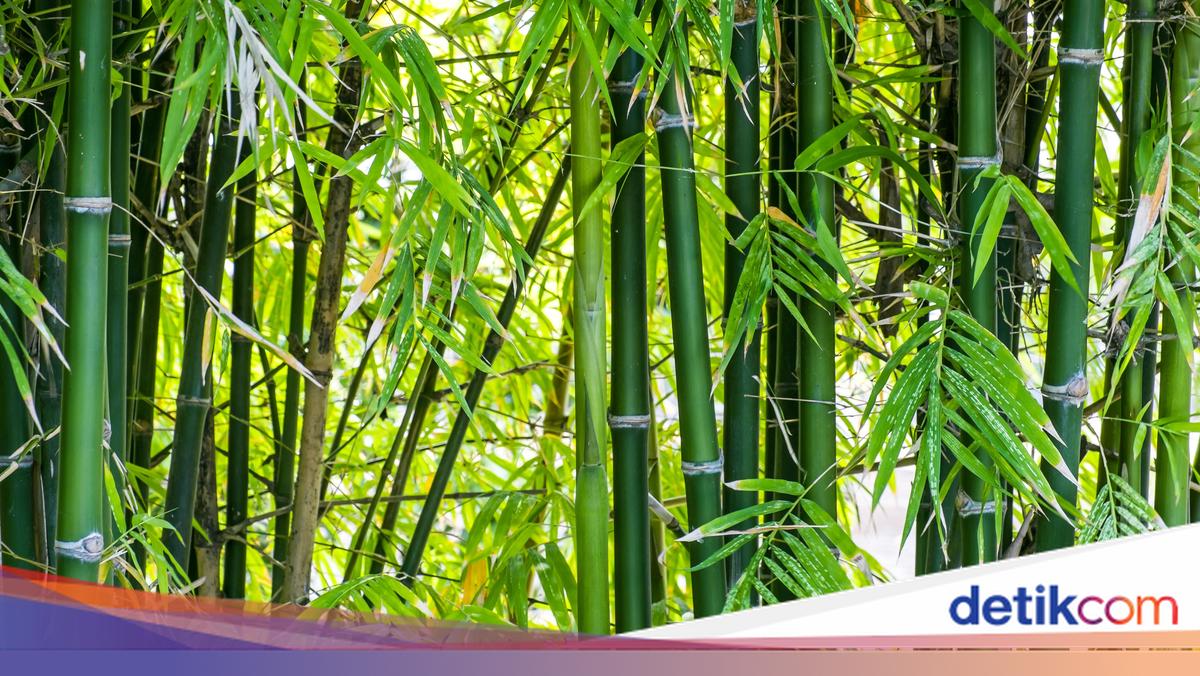 Benarkah Bambu Bukan Termasuk Pohon? Ternyata Jenis Ini