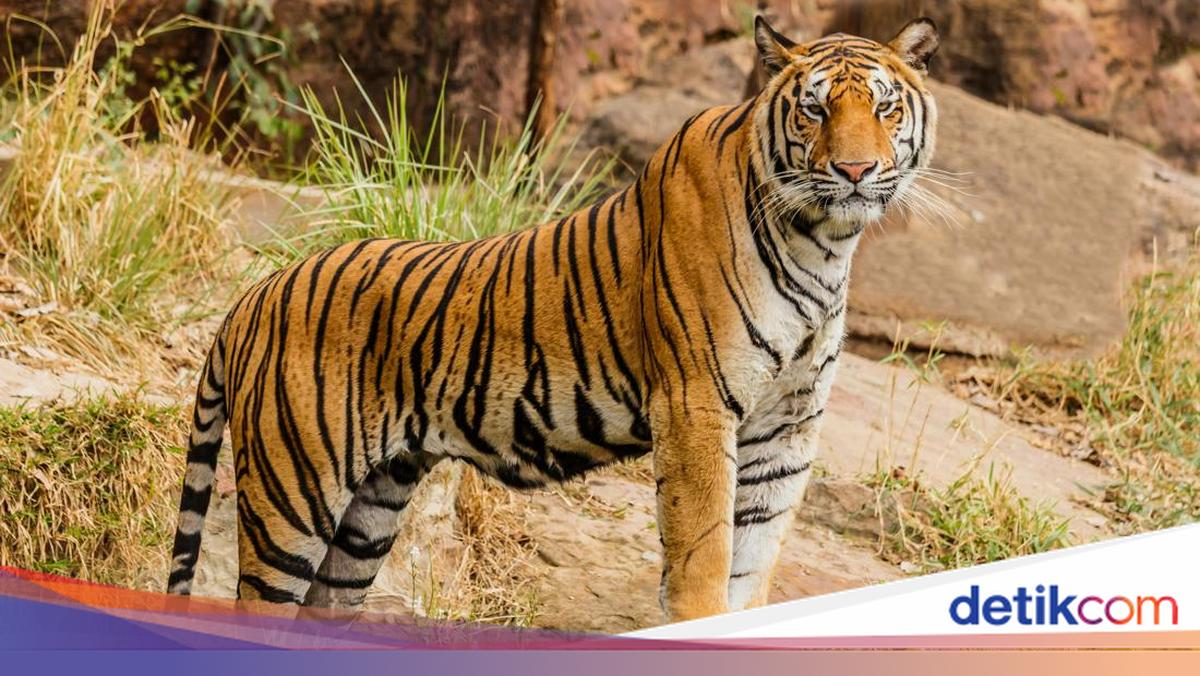 Benarkah Harimau Takut Kucing? Ini Penjelasannya