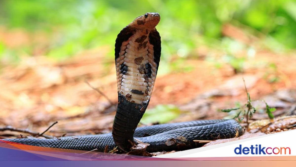 Berapa Menit Gigitan King Cobra Bisa Membunuh Manusia?