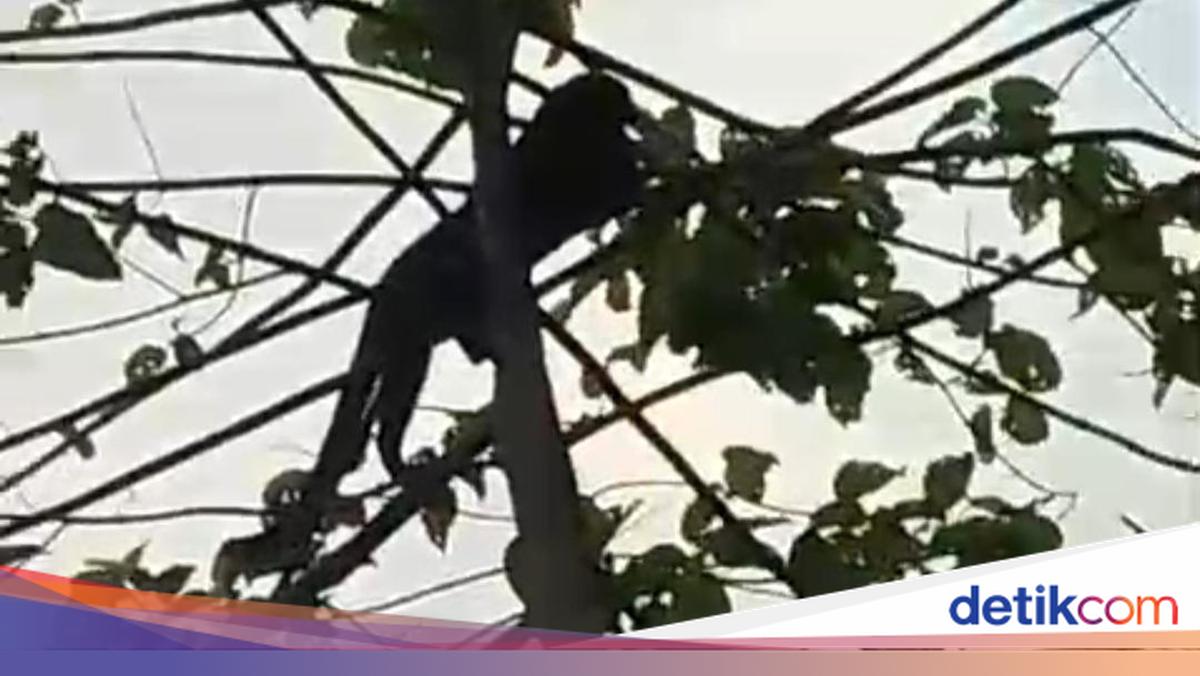 Bikin Heboh! Macan Kumbang Turun Gunung ke Permukiman Warga Sumedang