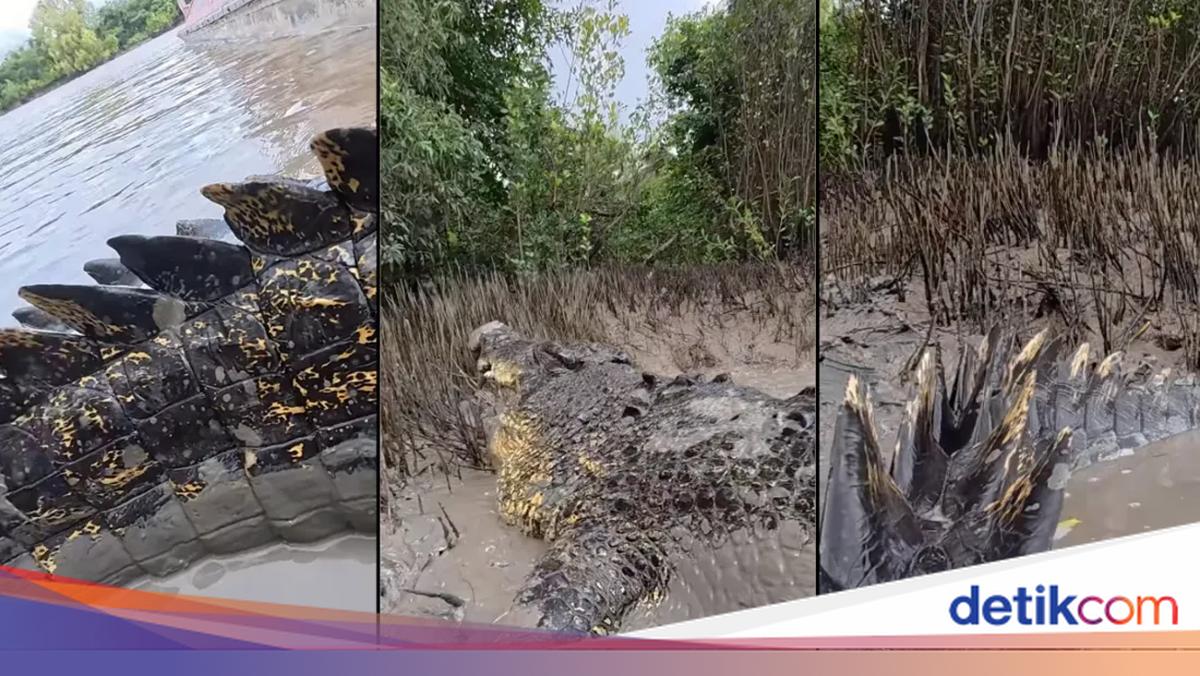 Buaya Mirip Godzilla Viral Bikin Heboh Netizen