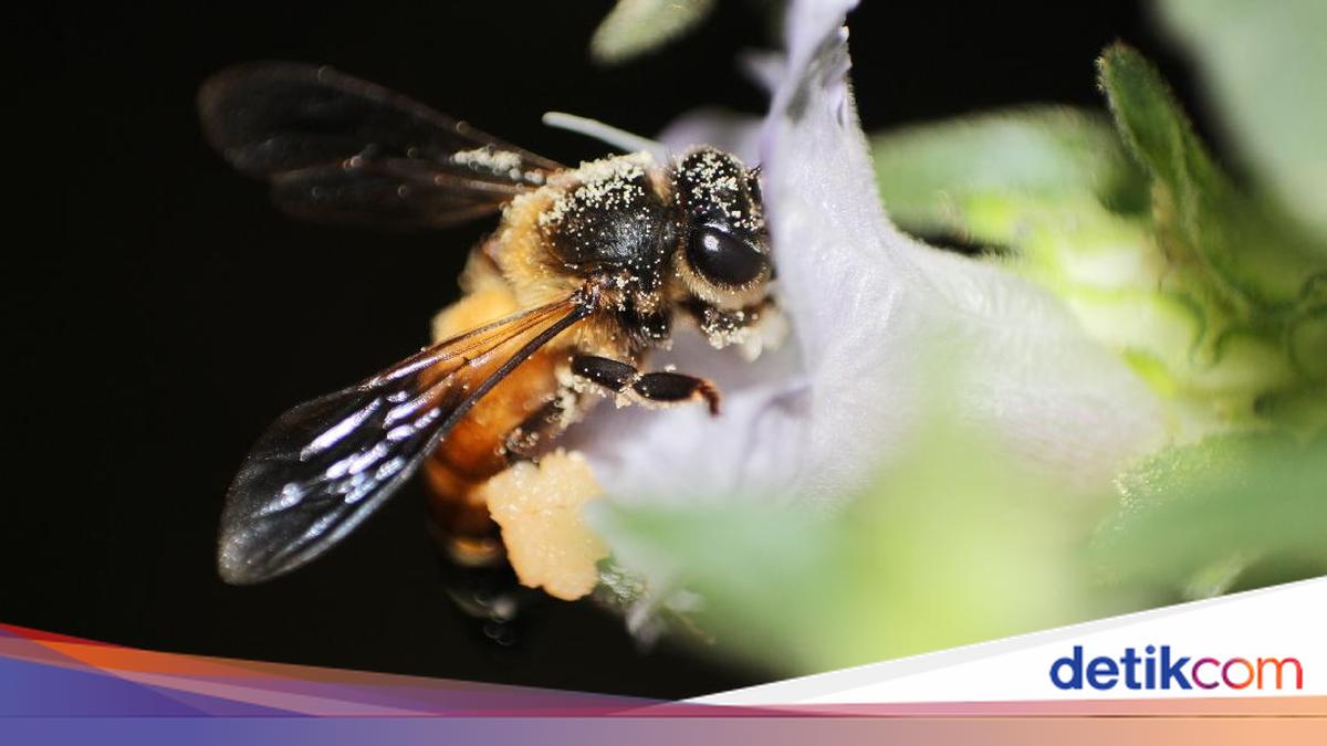 Bukan Tawon, Tapi Lebah Hutan