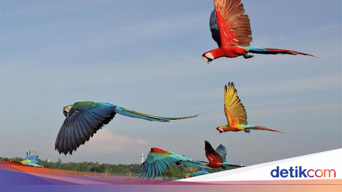 Burung Bisa Lebih 'Cerewet' Setelah Gerhana Matahari Total