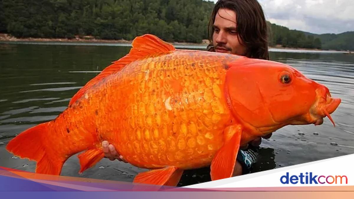 Buset! Ikan Mas Raksasa Ini Beratnya Setara Anak 10 Tahun