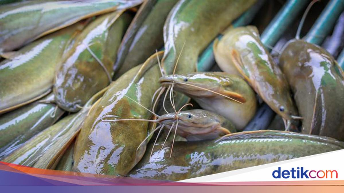 Catat! 5 Jenis Ikan yang Murah Harganya tapi Bernutrisi Tinggi