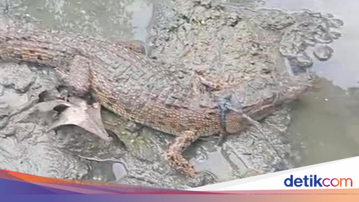 Cuma Pakai Tali, Sekdes Jadi Viral Usai Tangkap Buaya di Muara Air Inggris