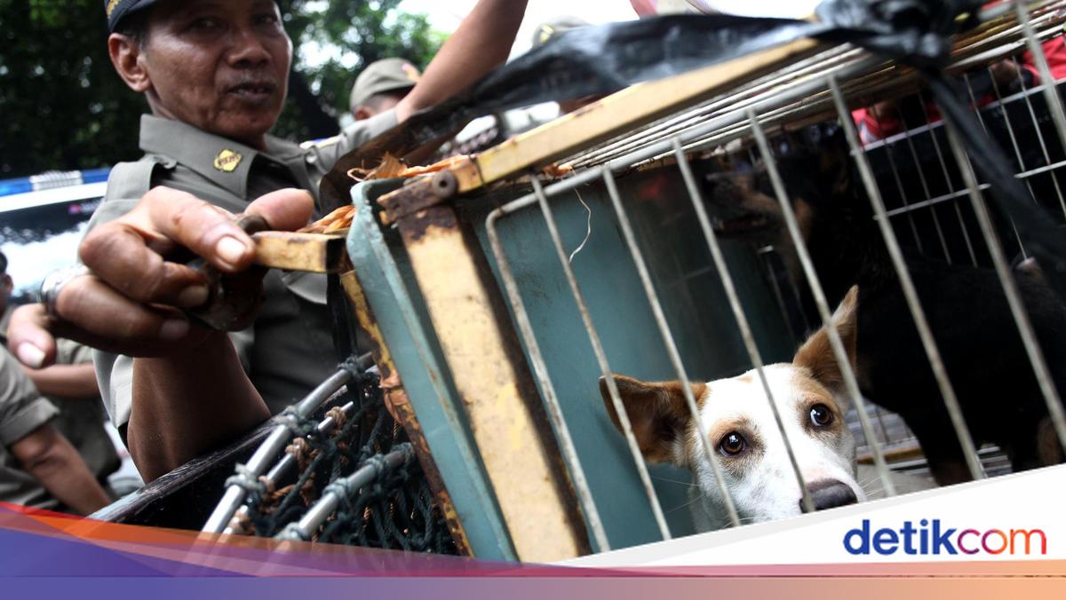 DKI Bakal Larang Jual Daging Anjing dan Kucing, Pakar IPB Harap Berlaku Nasional