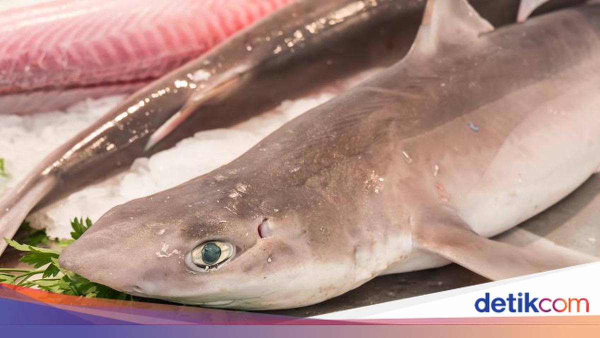 Dosen IPB Tegaskan Ikan Hiu Bukan Bahan Pangan yang Aman bagi Anak!