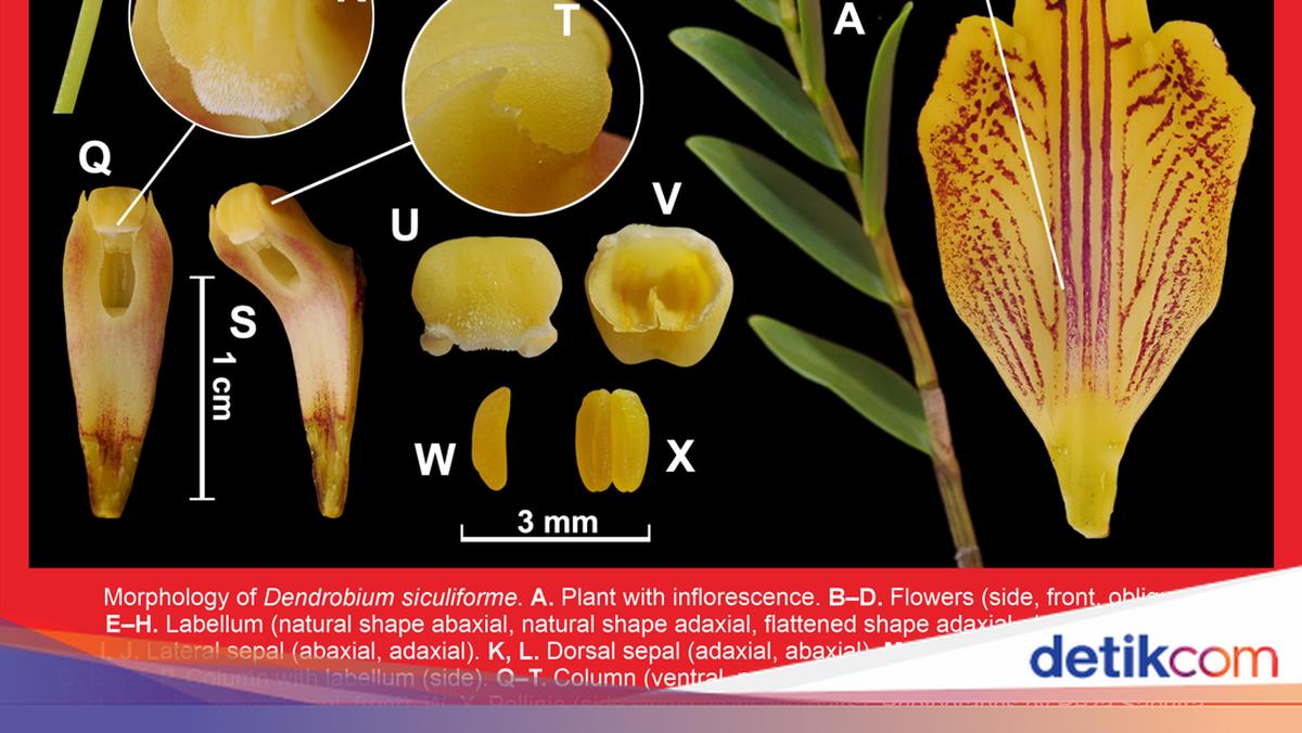 Dua Spesies Baru Anggrek Ditemukan di Raja Ampat, Kerusakan Hutan Bisa Jadi Ancaman