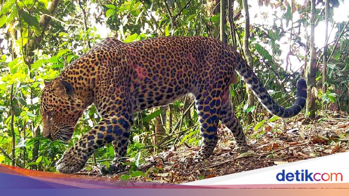 Fakta Macan Tutul dan Naga Jawa di Balik Gunung Sanggabuana