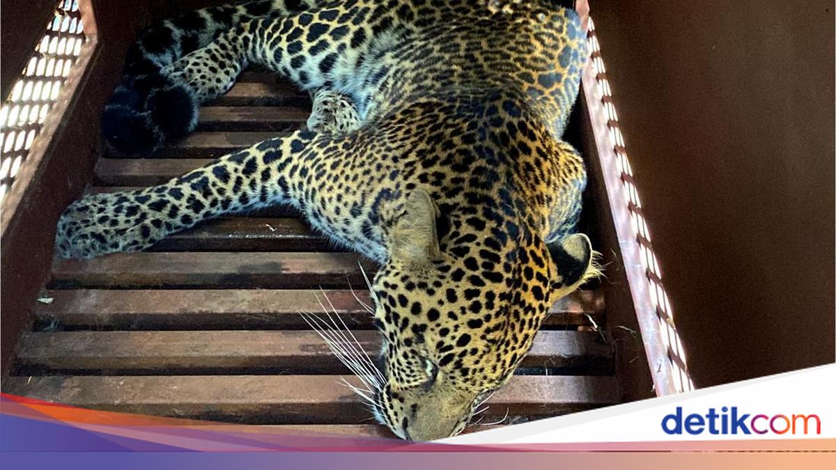 Fakta-fakta Macan Tutul Masuk ke Hotel Bandung: Asal Usul hingga Evakuasi