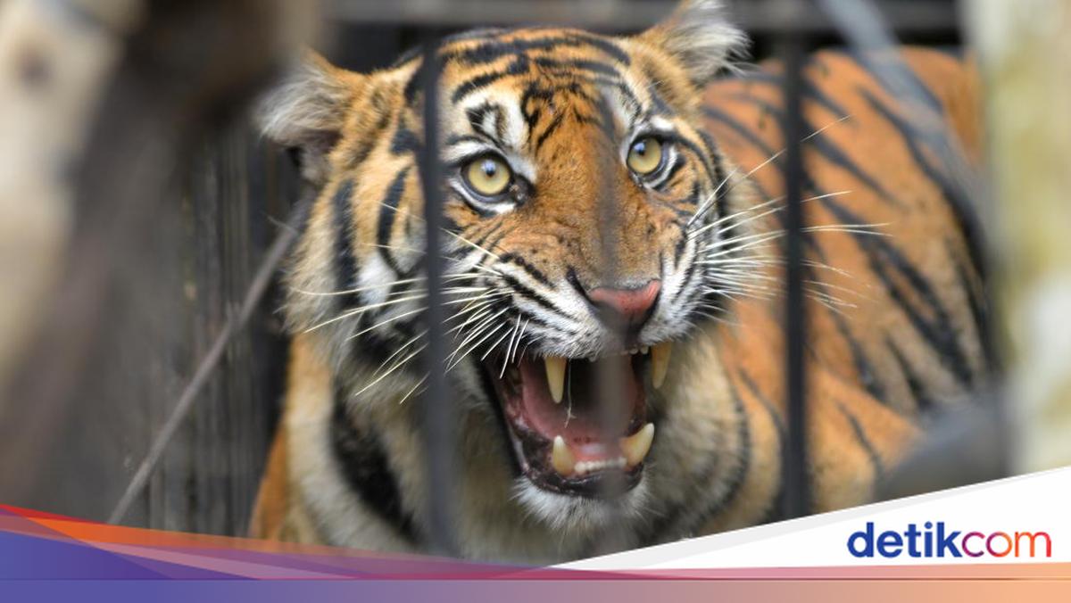 Geger Kemunculan 2 Harimau di Jalur Lintas Sumatera, BKSDA Sumbar Patroli 3 Hari