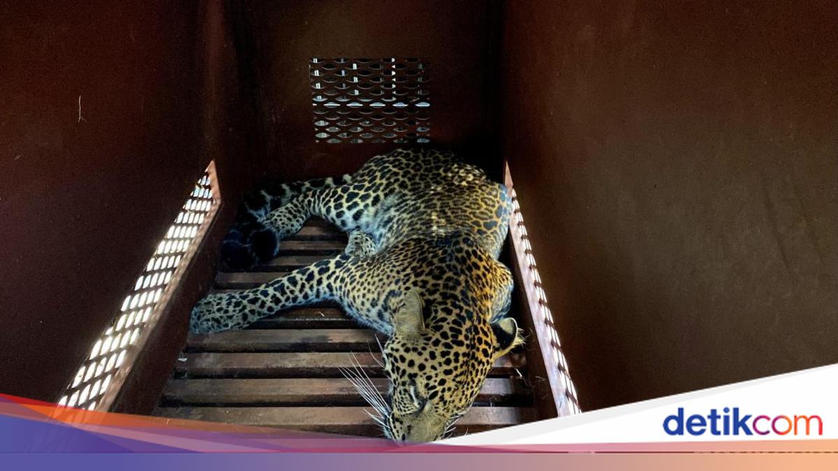 Harimau-Macan Tutul Muncul di Permukiman, Pakar BRIN: Itu Alarm Ekologis!
