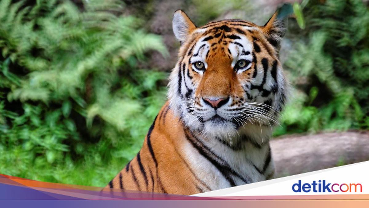 Harimau Vs Kucing, Siapa yang Menang?