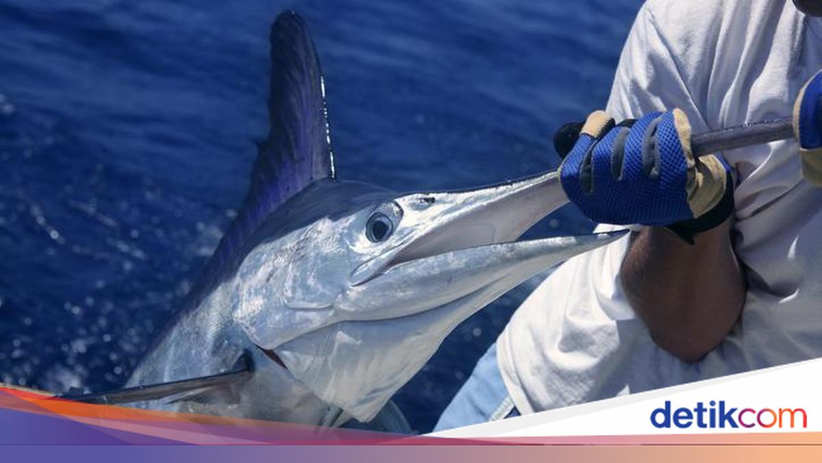 Hati-Hati! 15 Ikan Laut Ini Ternyata Bisa Mengandung Merkuri Tinggi