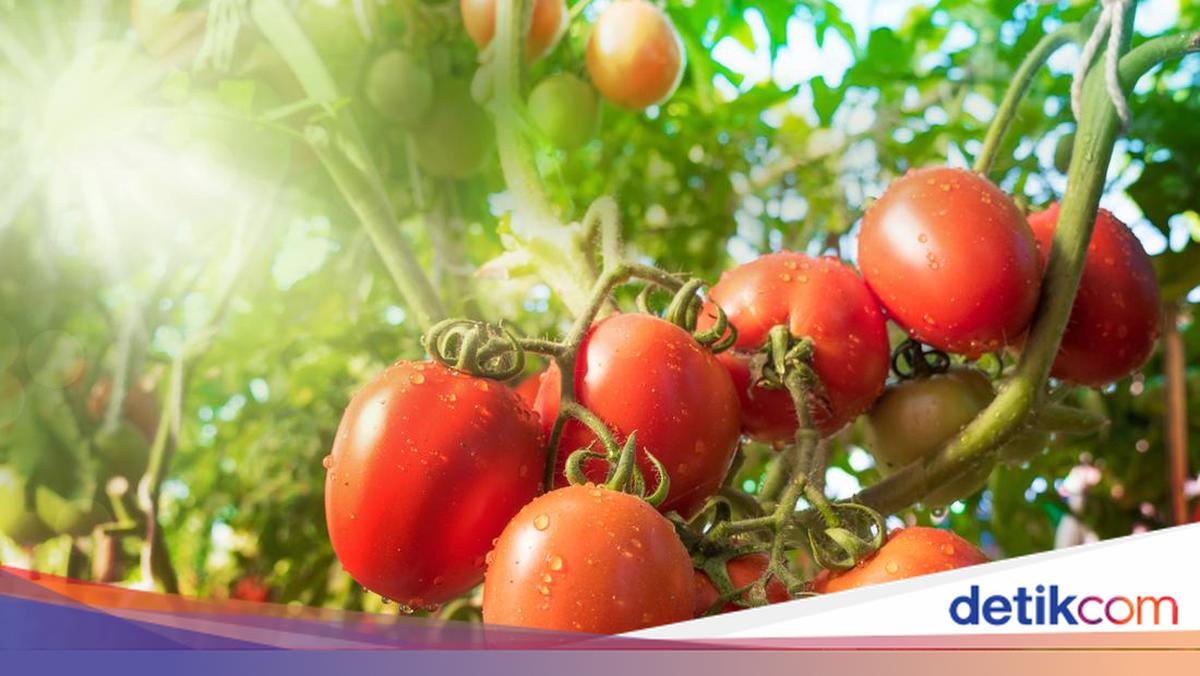 Hati-hati! Konsumsi 11 Makanan Ini Bikin Asam Lambung Naik