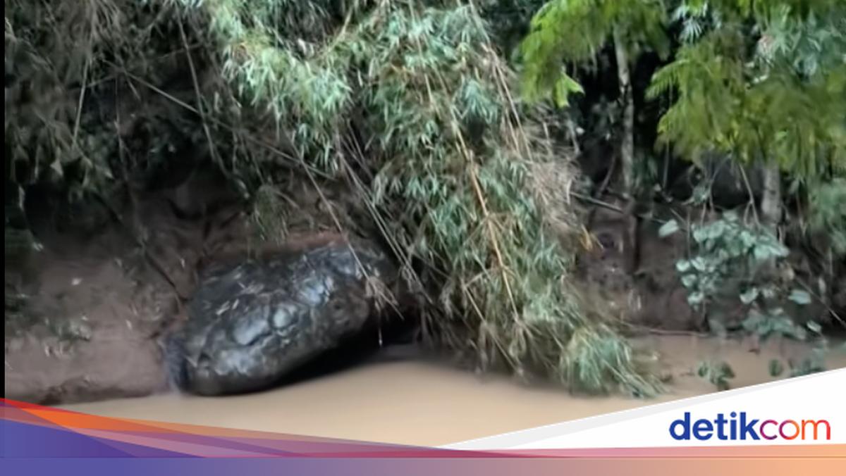 Heboh, Batu Mirip Ular Raksasa di Tepi Sungai, Mendadak Jadi Spot Wisata