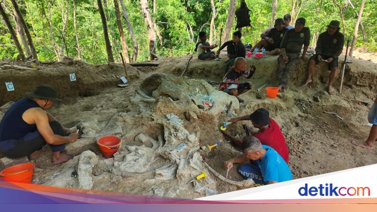 Heboh! Fosil Gajah Purba Raksasa Ditemukan di Daerah Nganjuk