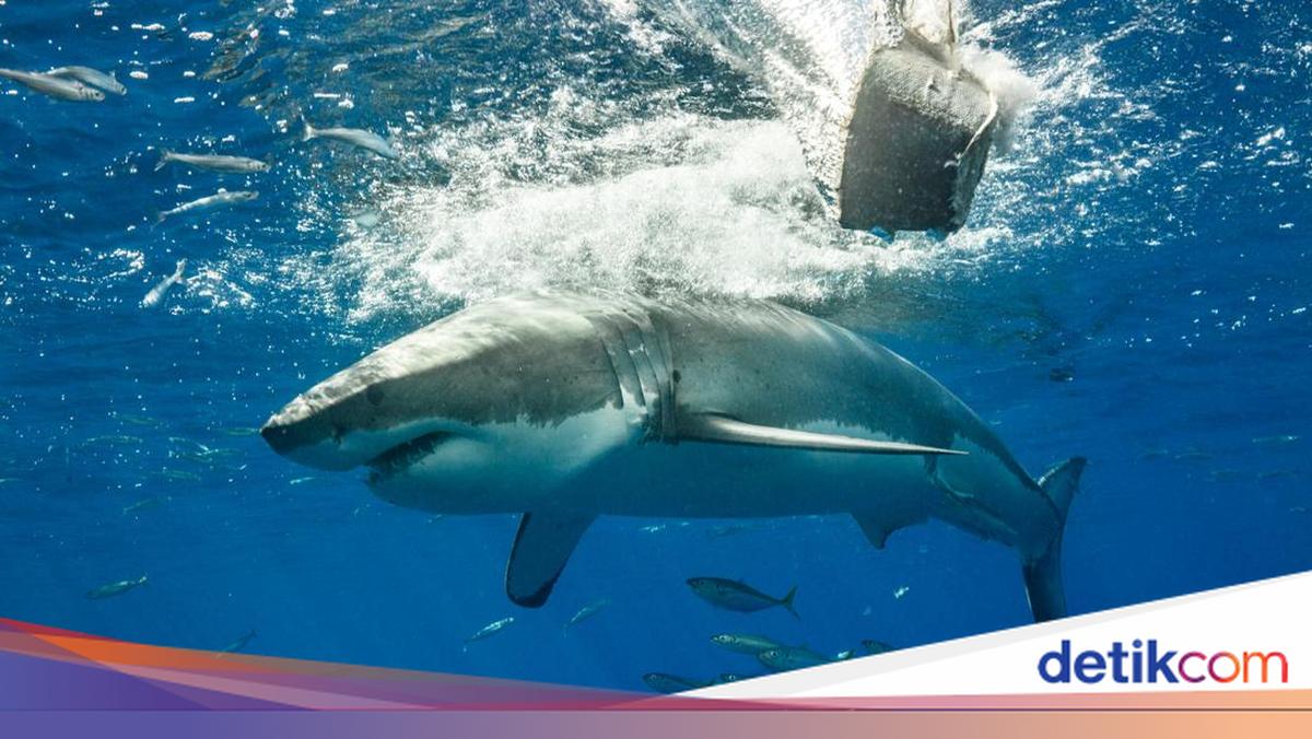 Hiu Vs Lumba-lumba, Menang Siapa?