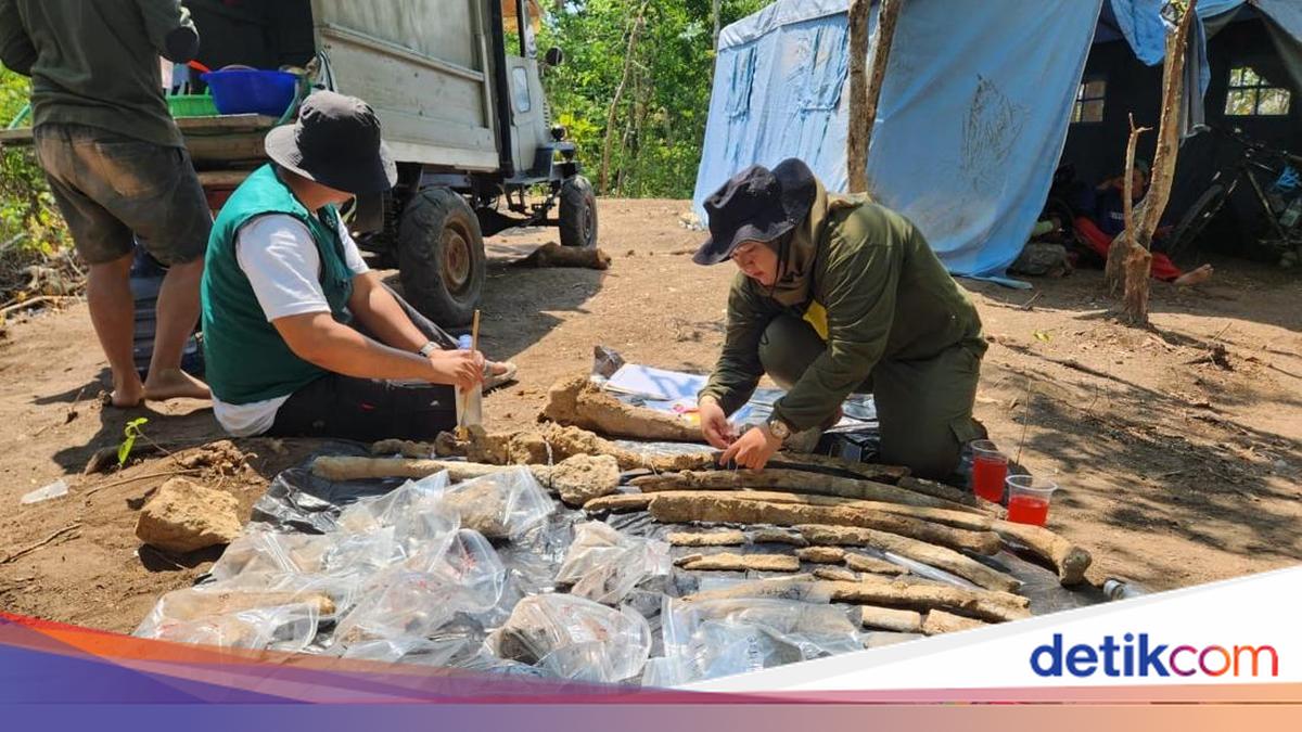 Hutan Tritik Tempat Penemuan Fosil Gajah Itu Bukan Hutan Biasa di Zaman Purba