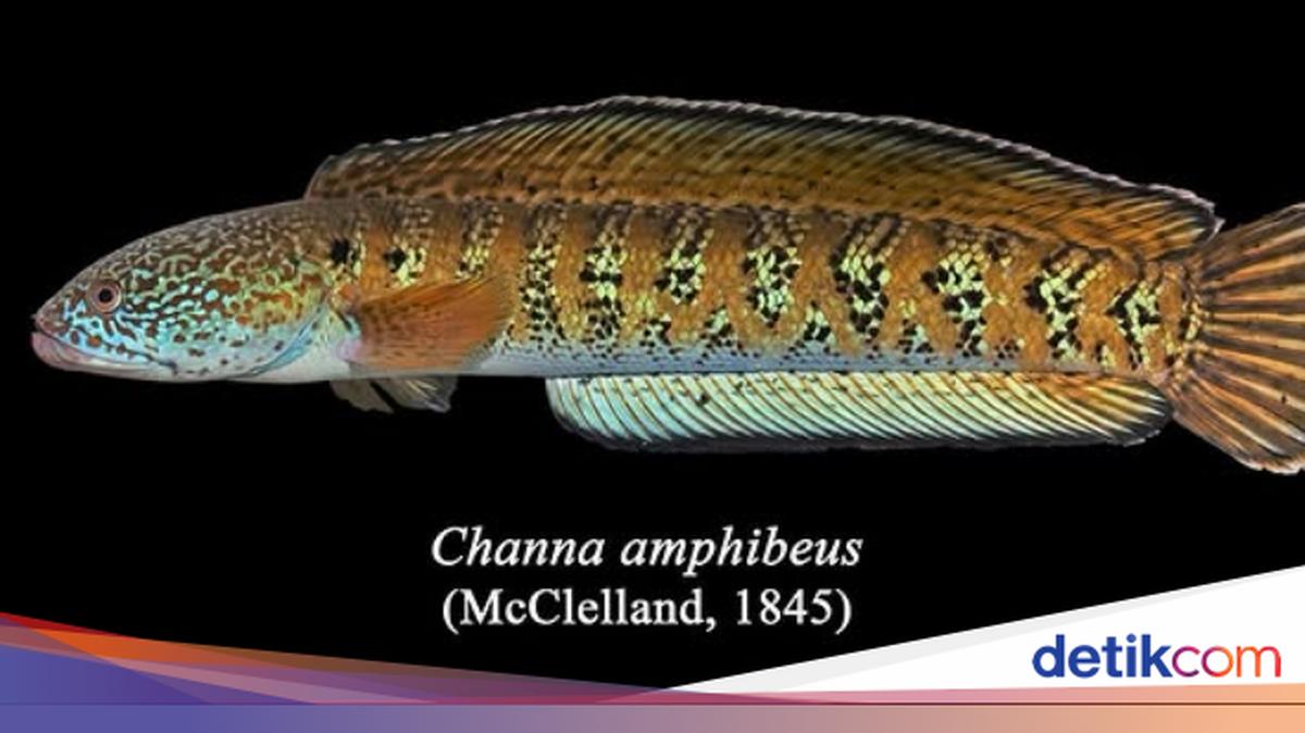 Ikan Gabus Langka Dikira Punah Sekarang Muncul Lagi