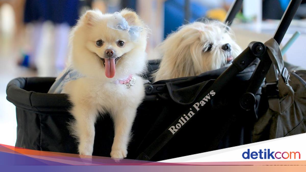 Italia Terapkan Pajak Turis untuk Anjing Peliharaan, Berlaku Mulai 2026