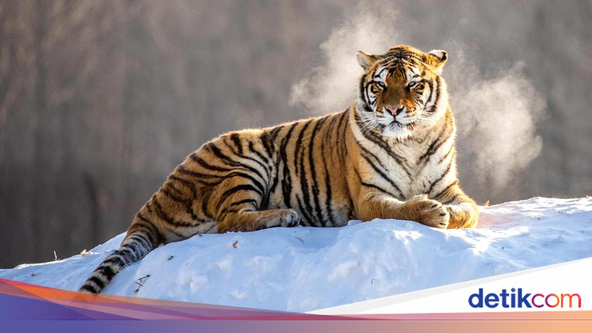 Jika Harimau Vs Singa maka Pemenangnya Adalah...