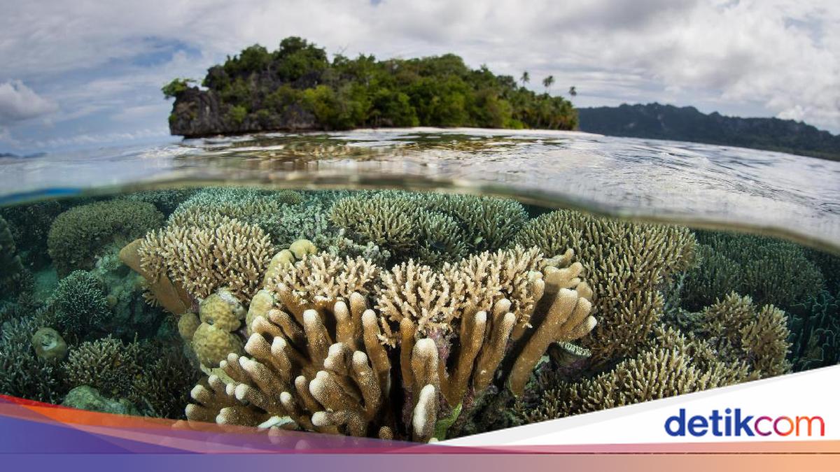 Kabar Baik, UNESCO Resmi Akui Raja Ampat Sebagai Cagar Biosfer Dunia!