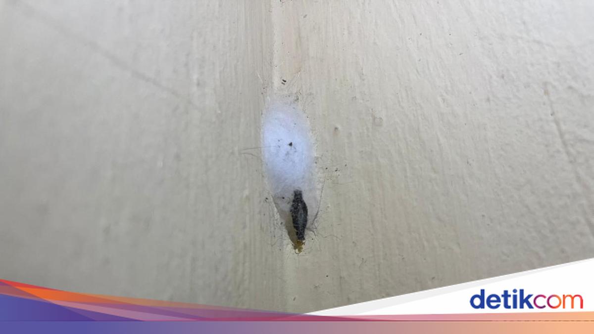Kamitetep Sering Nempel di Dinding Rumah, Ternyata Hewan Ini Unik!
