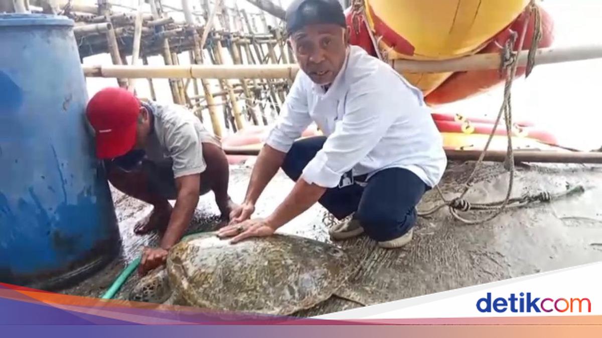 Kasihan, Penyu Hijau Penuh Parasit Ditemukan di Pantai Pangandaran