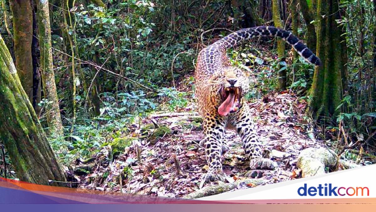 Kenapa Bisa Ada Macan Tutul dan Naga Jawa di Sanggabuana
