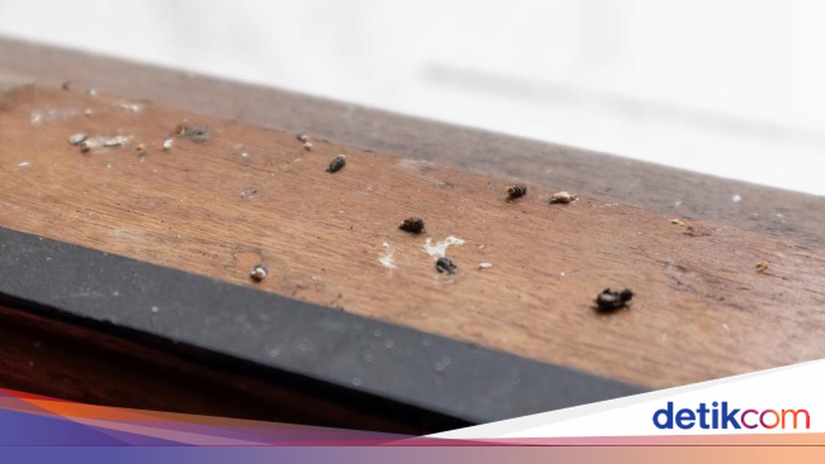 Kenapa Kotoran Cicak Berwarna Hitam Putih?