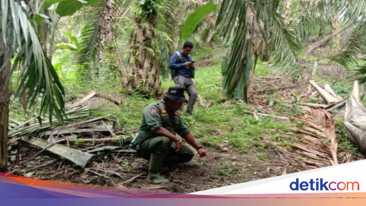 Kesaksian Warga Deli Serdang yang Lihat Langsung Penampakan si Belang