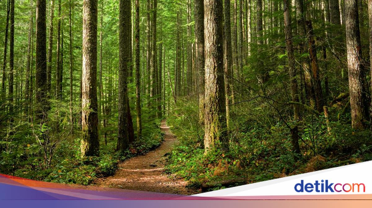 Kisah Turis Nyasar 2 Minggu di Hutan Thailand, Makan Semut dan Kulit Pohon