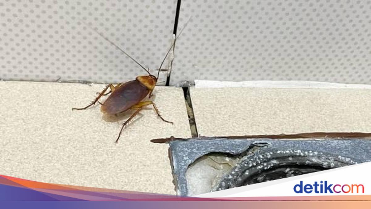 Kok Ada Kecoak di Kamar Mandi? Bisa Jadi Ini Penyebab dan Cara Cegahnya