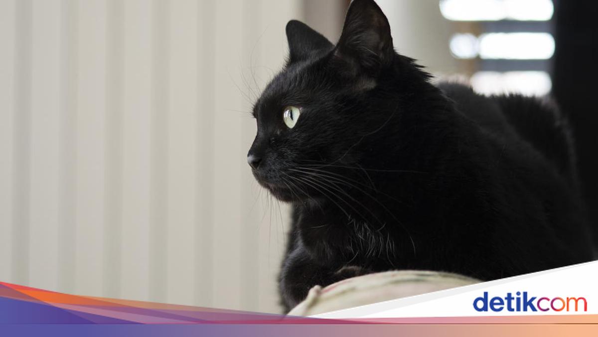 Kota di Spanyol Larang Adopsi Kucing Hitam Jelang Halloween
